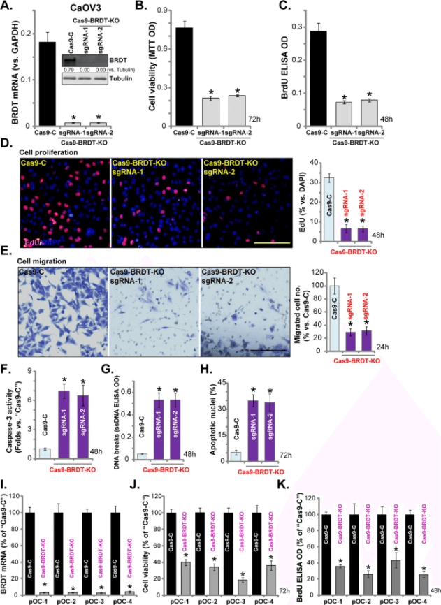 Commonly Used Cell Models In Ovarian Cancer Research Ubigene