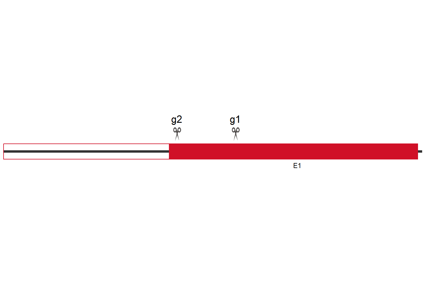 SOX9 Knockout cell line (A549) Target region