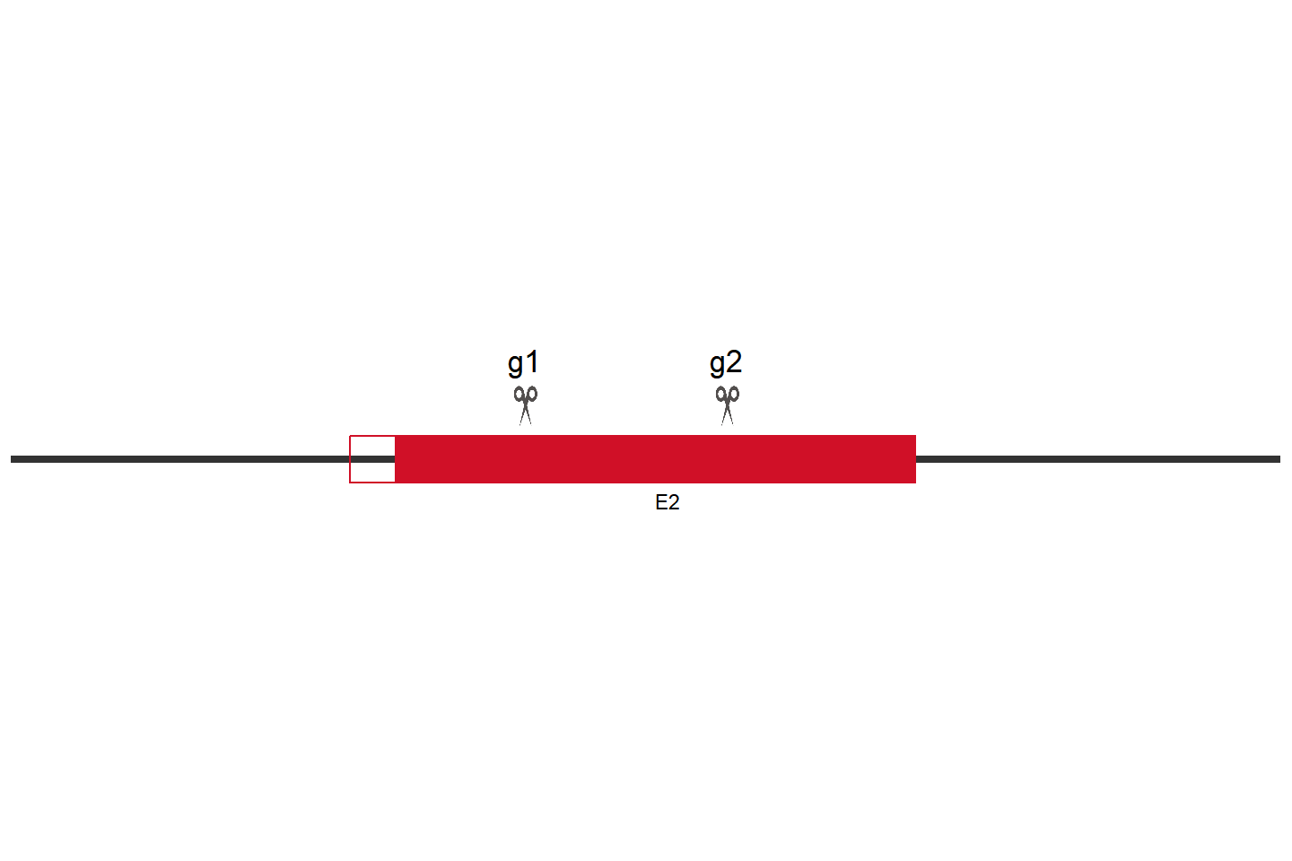 CASP8 Knockout cell line (HeLa) Target region