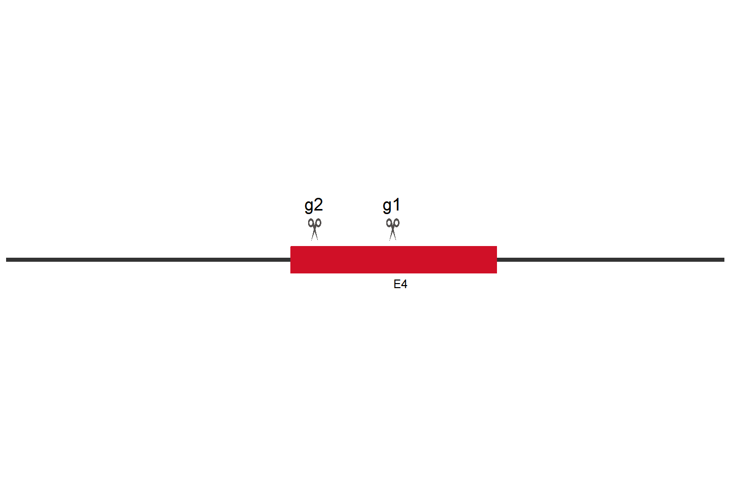 UGDH Knockout cell line (HCT 116) Target region