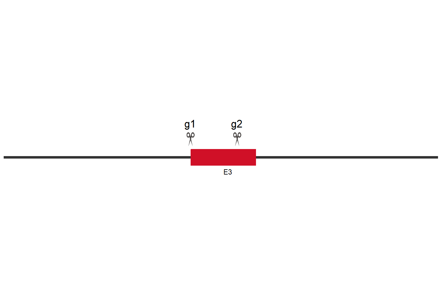 TRAF4 Knockout cell line (HCT 116) Target region