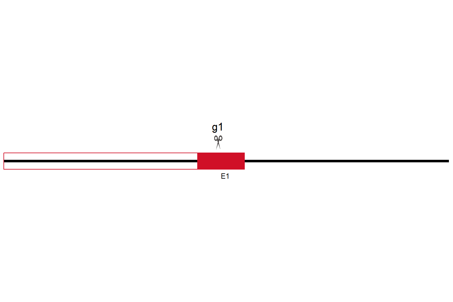 JAM2 Knockout cell line (HCMEC/D3) Target region