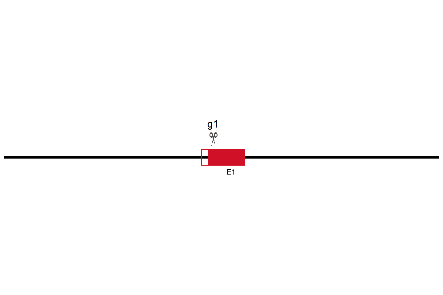 MRPL40 Knockout cell line (C4-2B) Target region