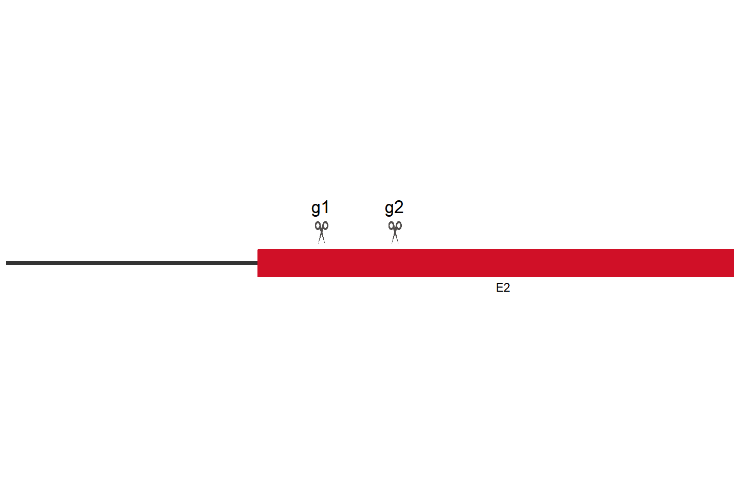 OMA1 Knockout cell line (HEK293) Target region