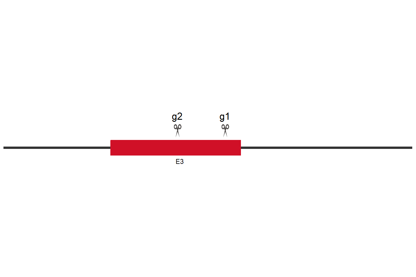 RBFOX2 Knockout cell line (293T) Target region