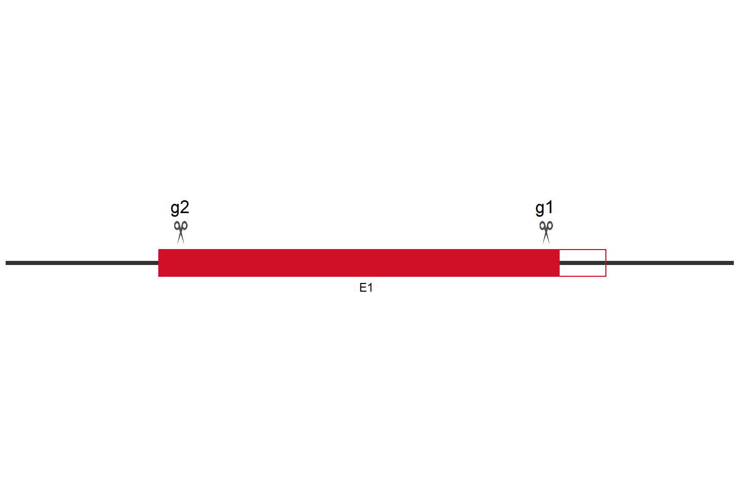 MCL1 Knockout cell line (HeLa) Target region