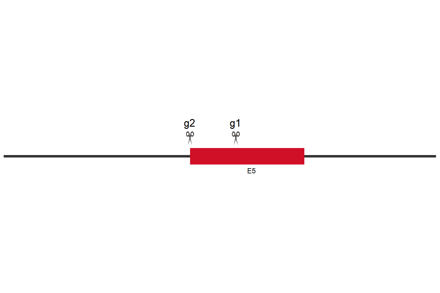 TP53 Knockout cell line (HCT 116) Target region