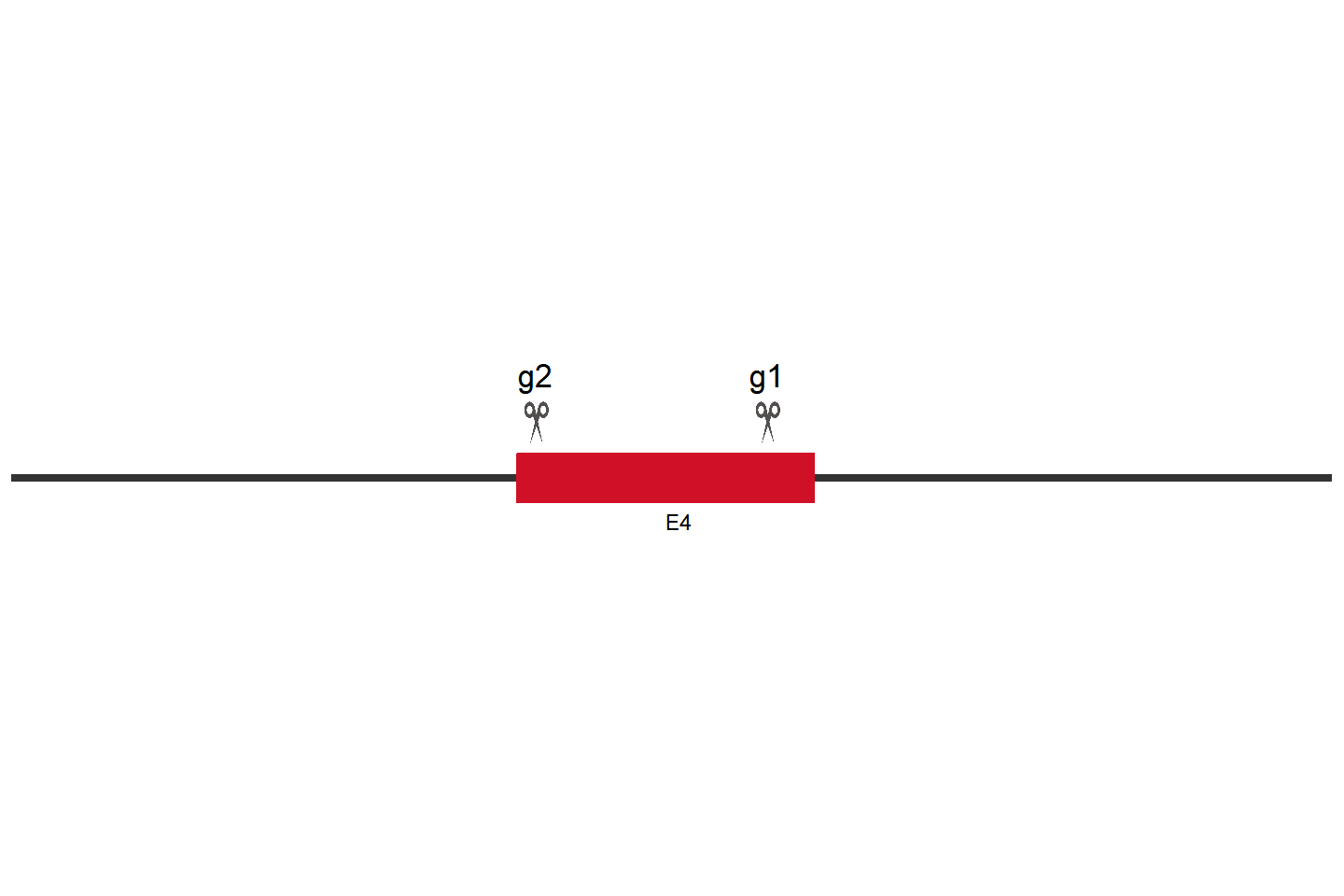 KITLG Knockout cell line (HCT 116) Target region