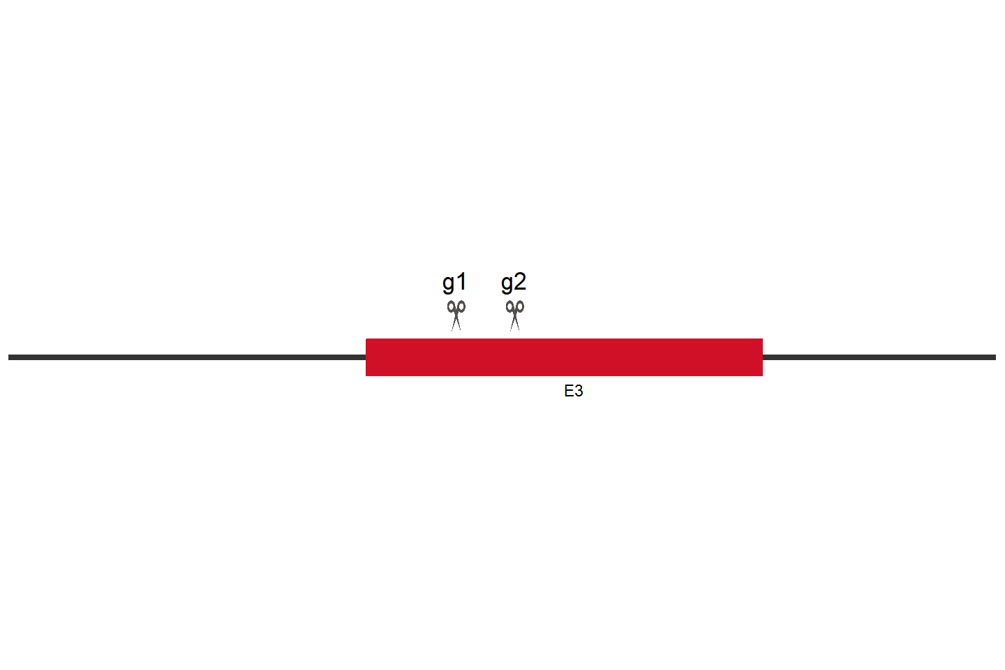 AP2M1 Knockout cell line (A549) Target region