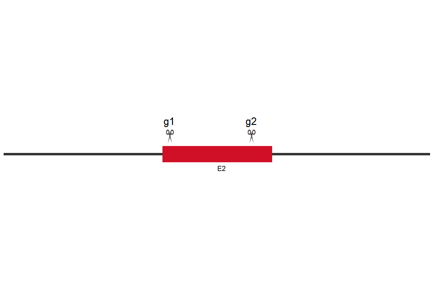 FOSL1 knockout cell line (A549) Target region