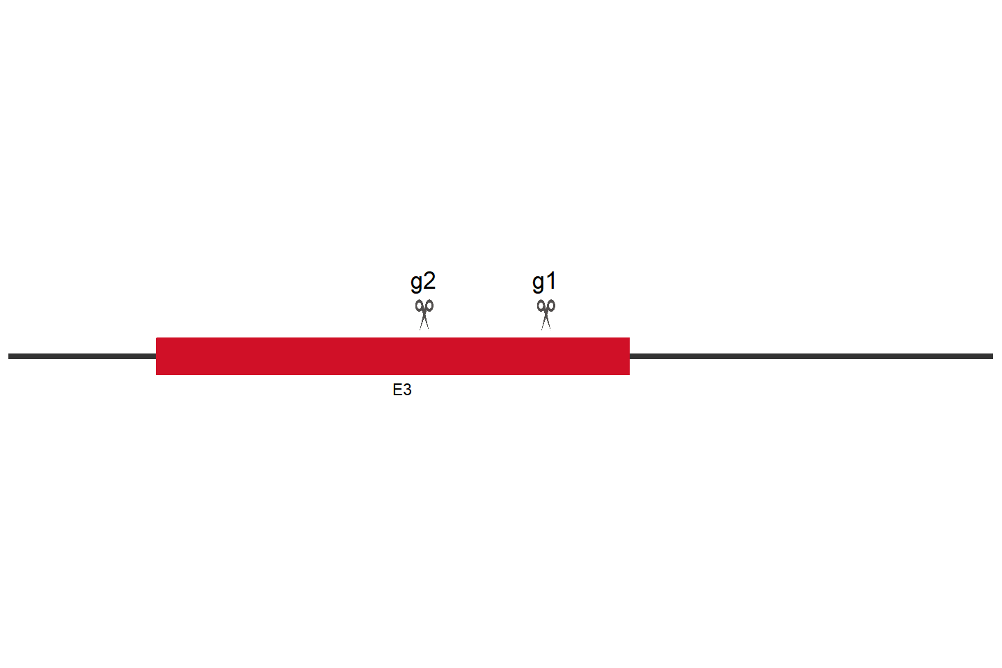 CD274 knockout cell line (HeLa) Target region