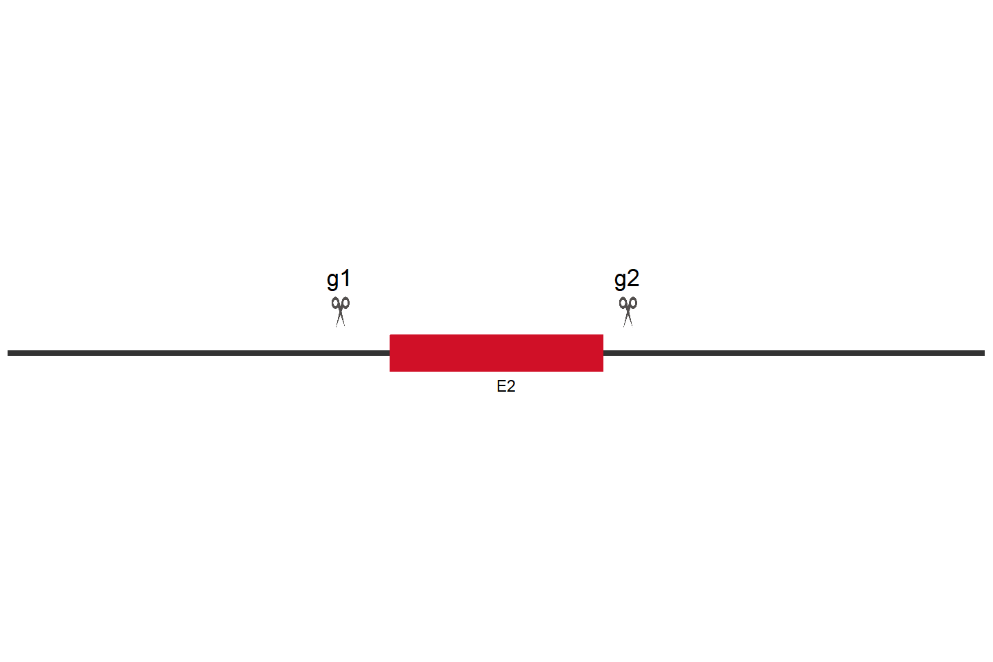 AGO2 knockout cell line (HCT 116) Target region