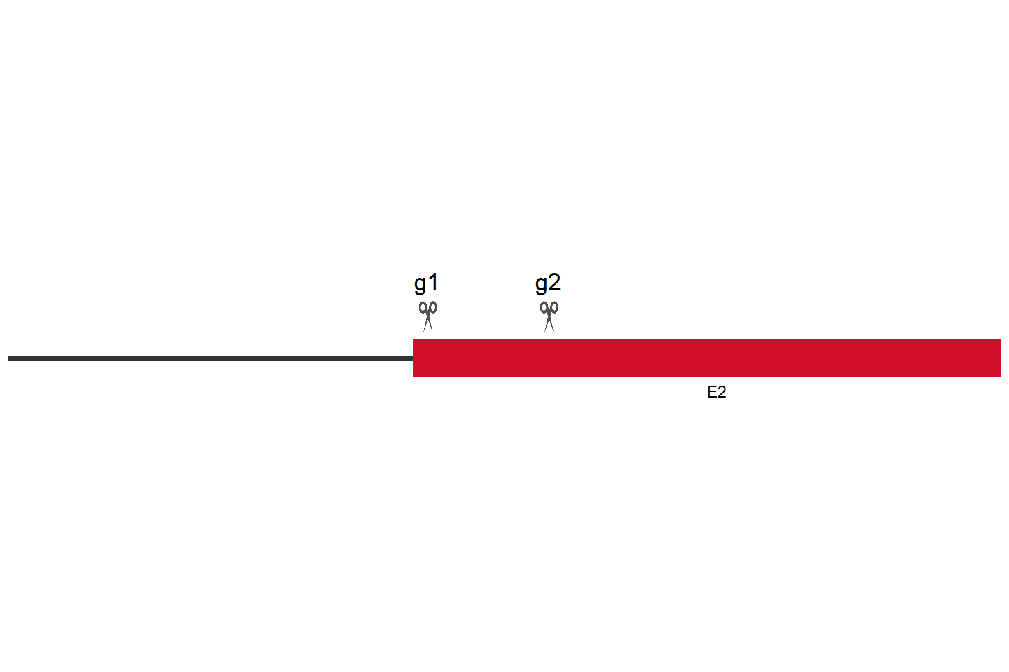 ERCC6 knockout cell line (HEK293) Target region