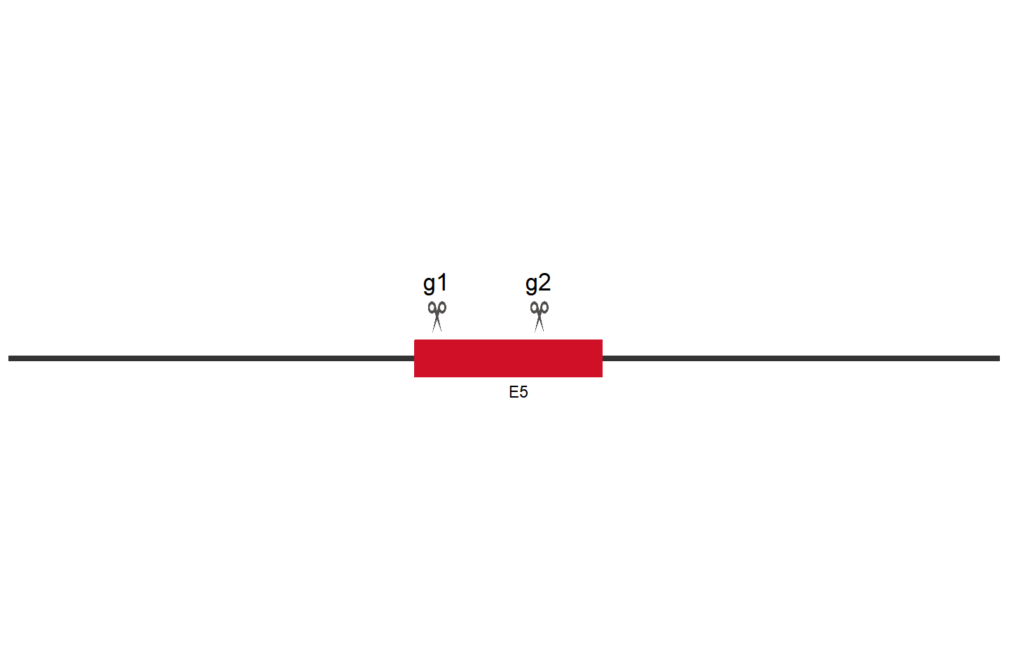 RNF43 Knockout cell line (MFE-280) Target region