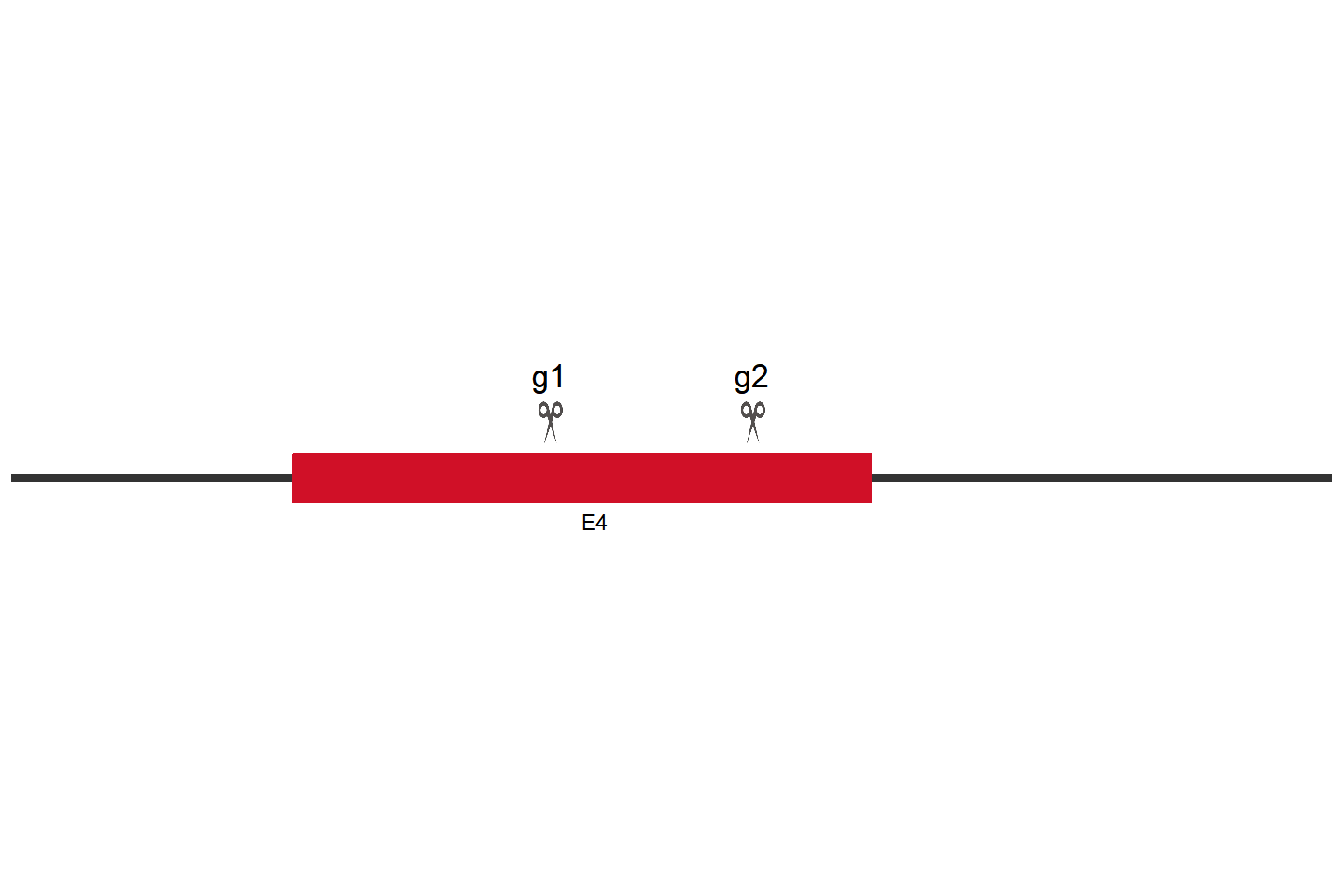 PRAME Knockout cell line (U-2 OS) Target region