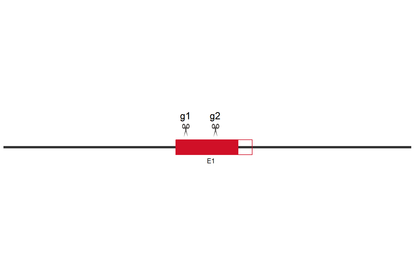 FBXO3 Knockout cell line(Hep G2) Target region