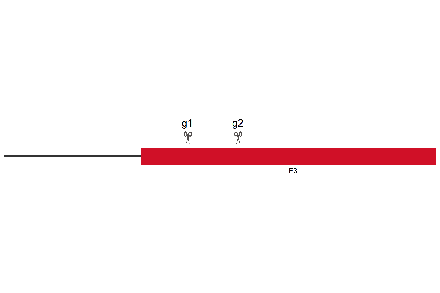 TLR4 Knockout cell line (HCT 116) Target region