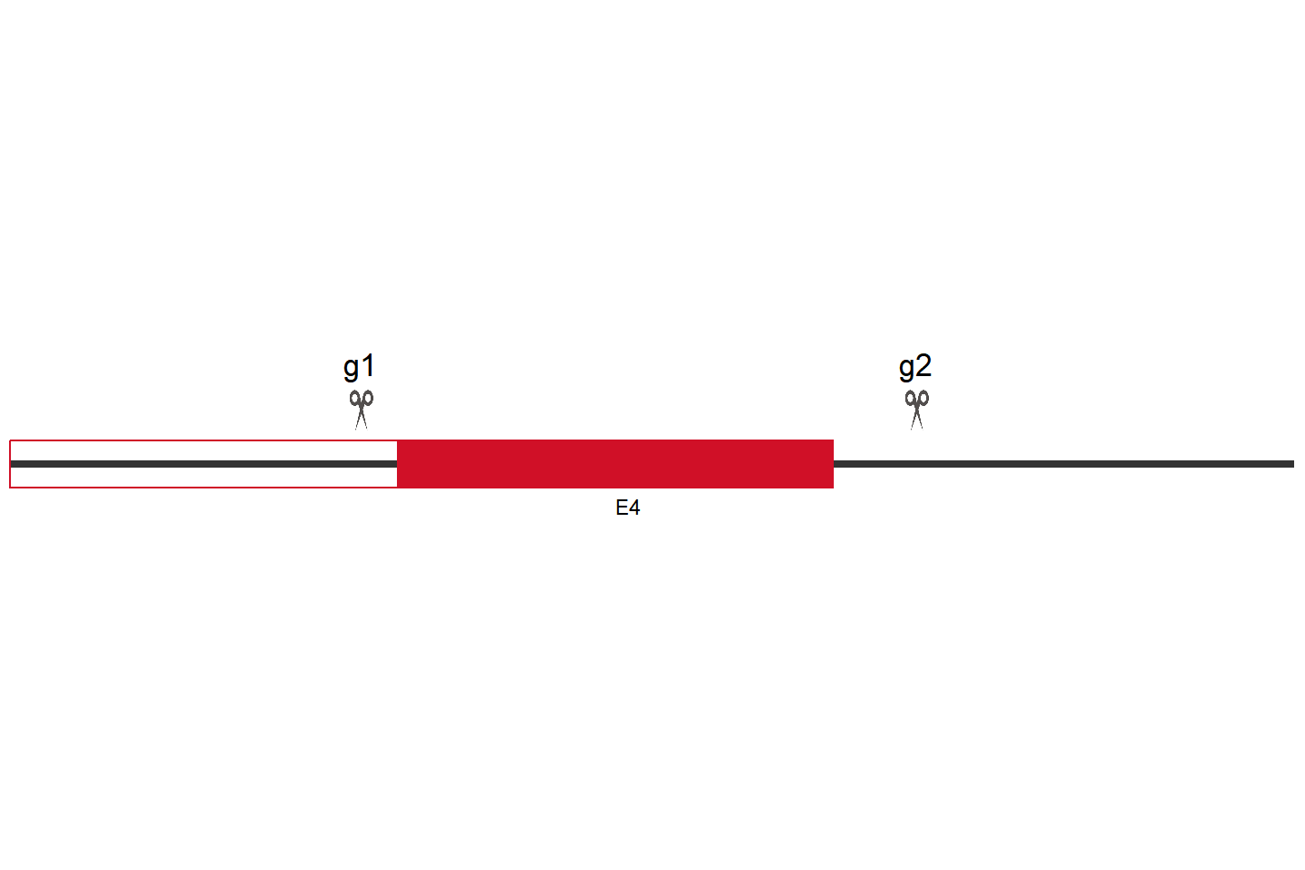 EVA1A Knockout cell line (HeLa) Target region