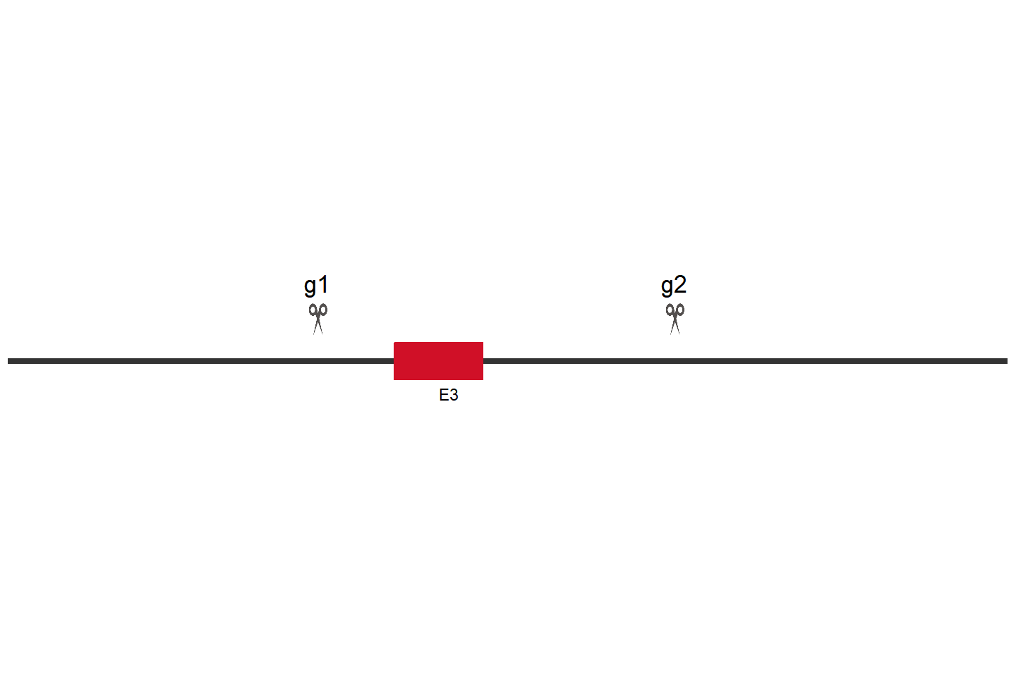 TMEM87A Knockout cell line (293T) Target region