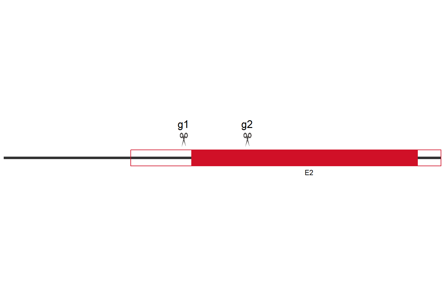 MAP1LC3B2 Knockout cell line (HeLa) Target region