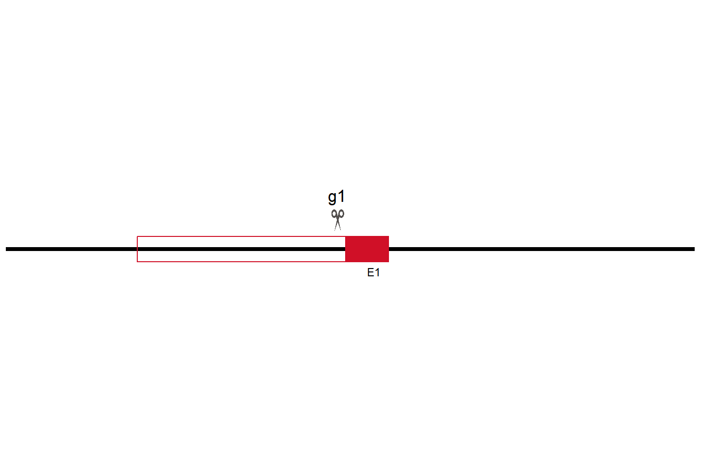 MTX2 Knockout cell line (HCT116) Target region