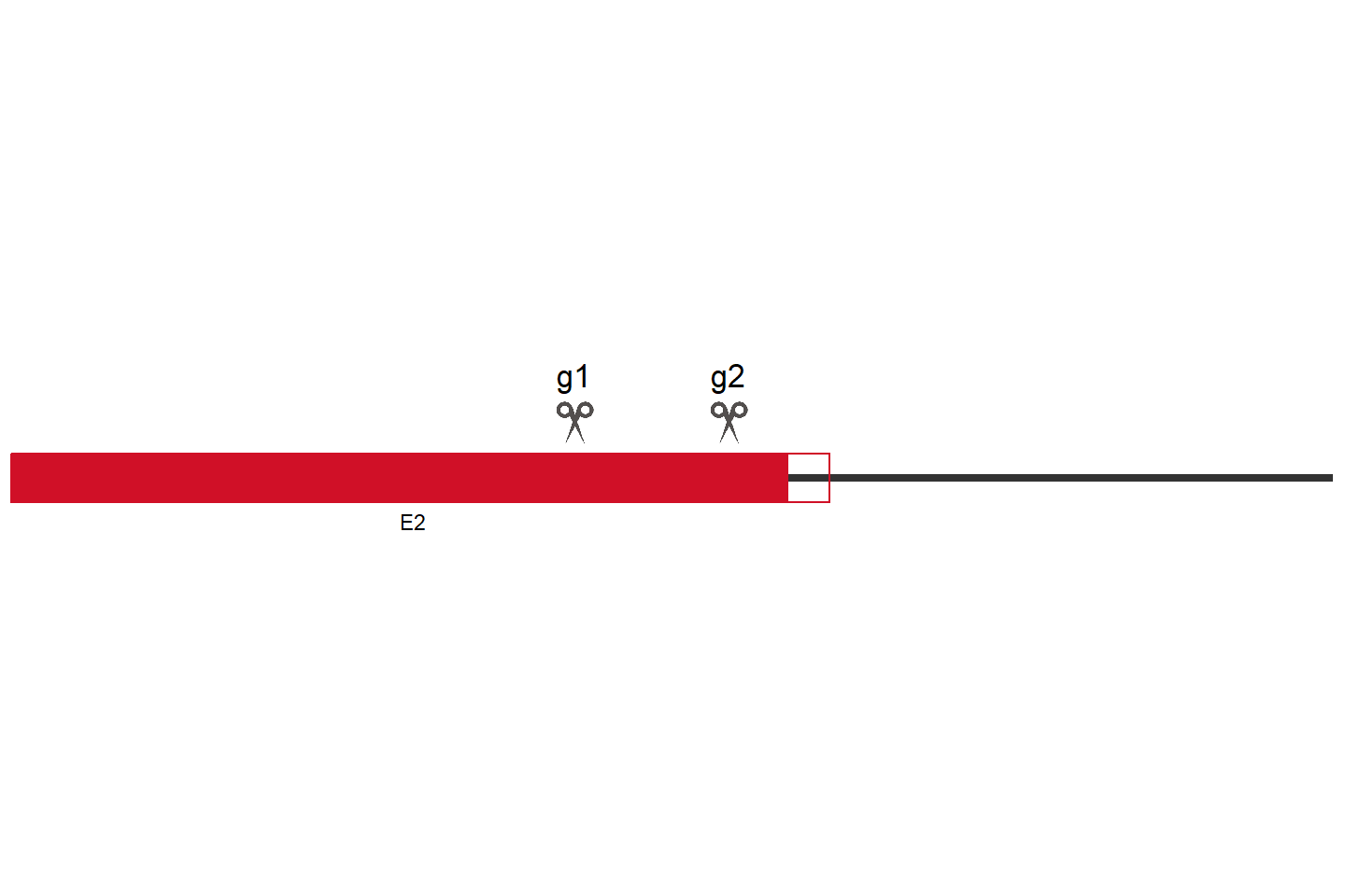 GJB2 Knockout cell line(HaCat) Target region