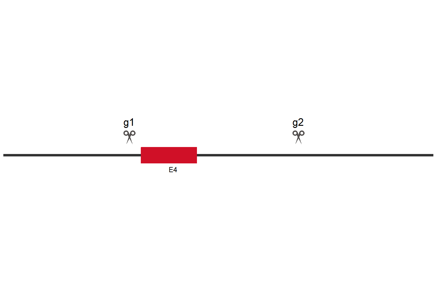 EIF2AK3 Knockout cell line (A549) Target region