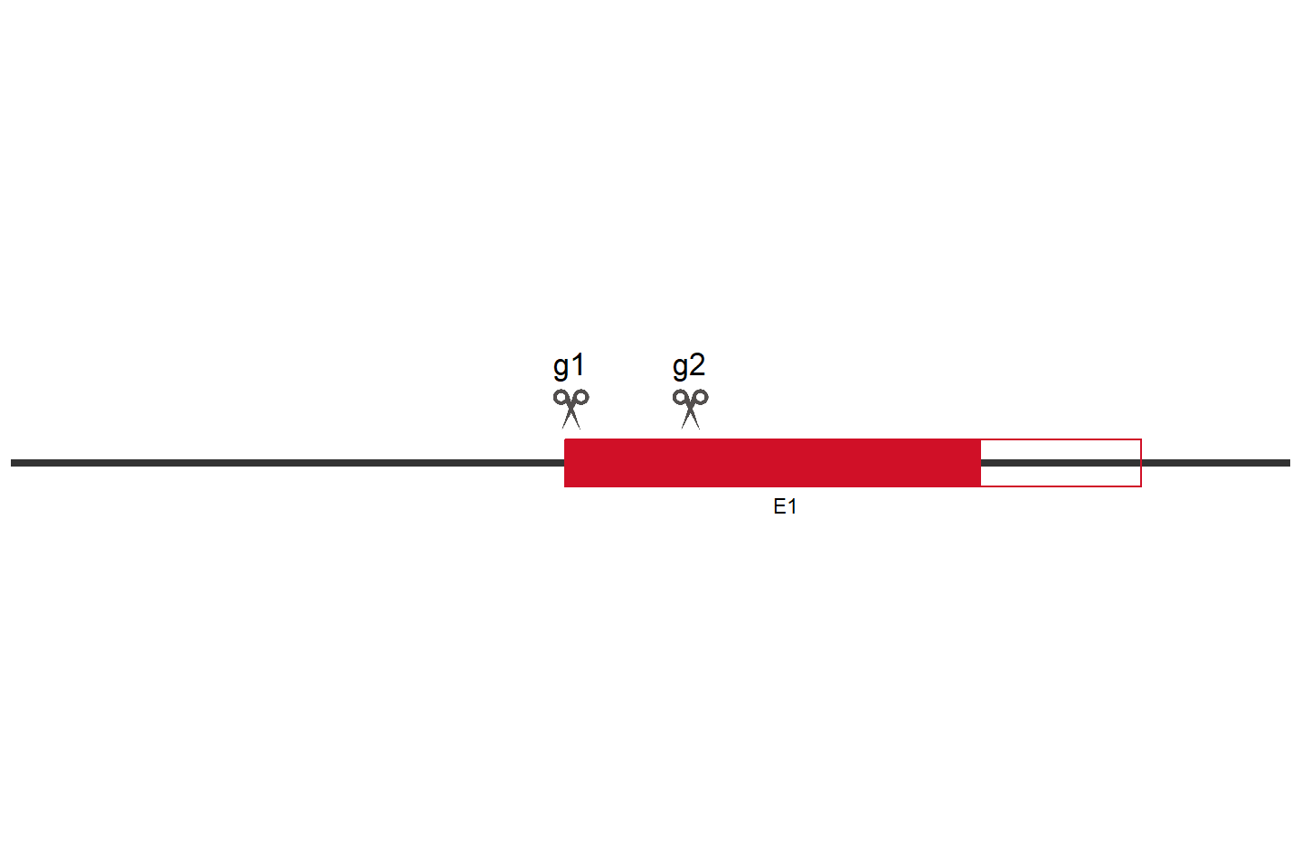 FUCA2 Knockout cell line (HEK293) Target region