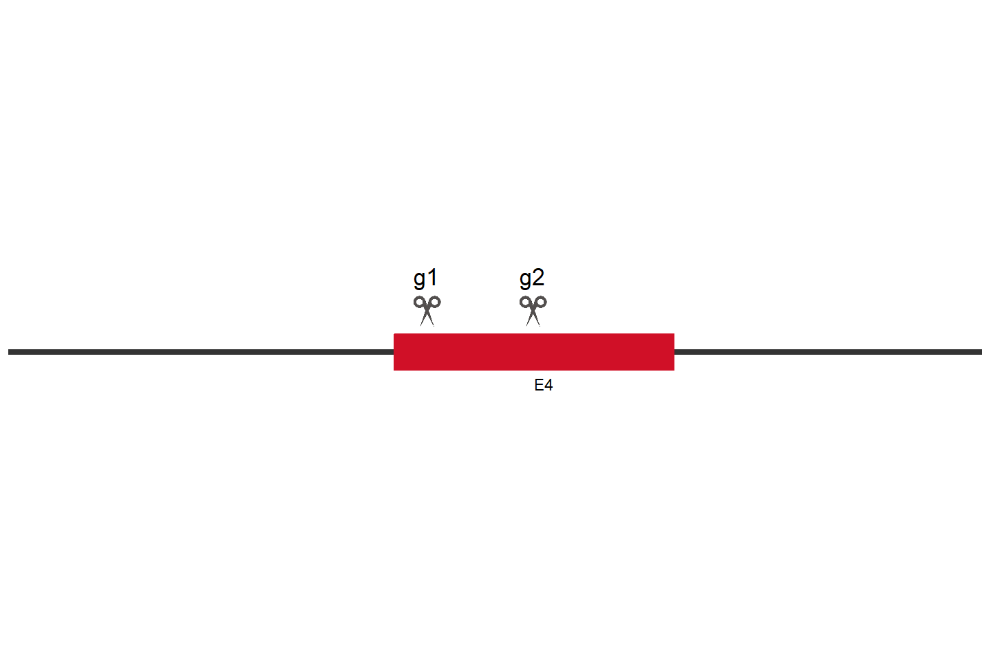 UGDH Knockout cell line (A549) Target region