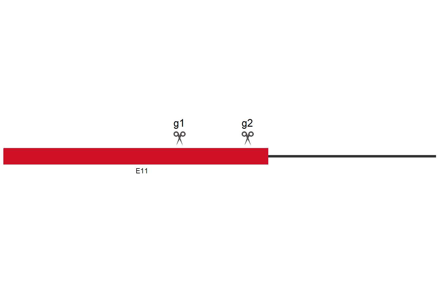 PLXNB1 Knockout cell line (HEK293) Target region