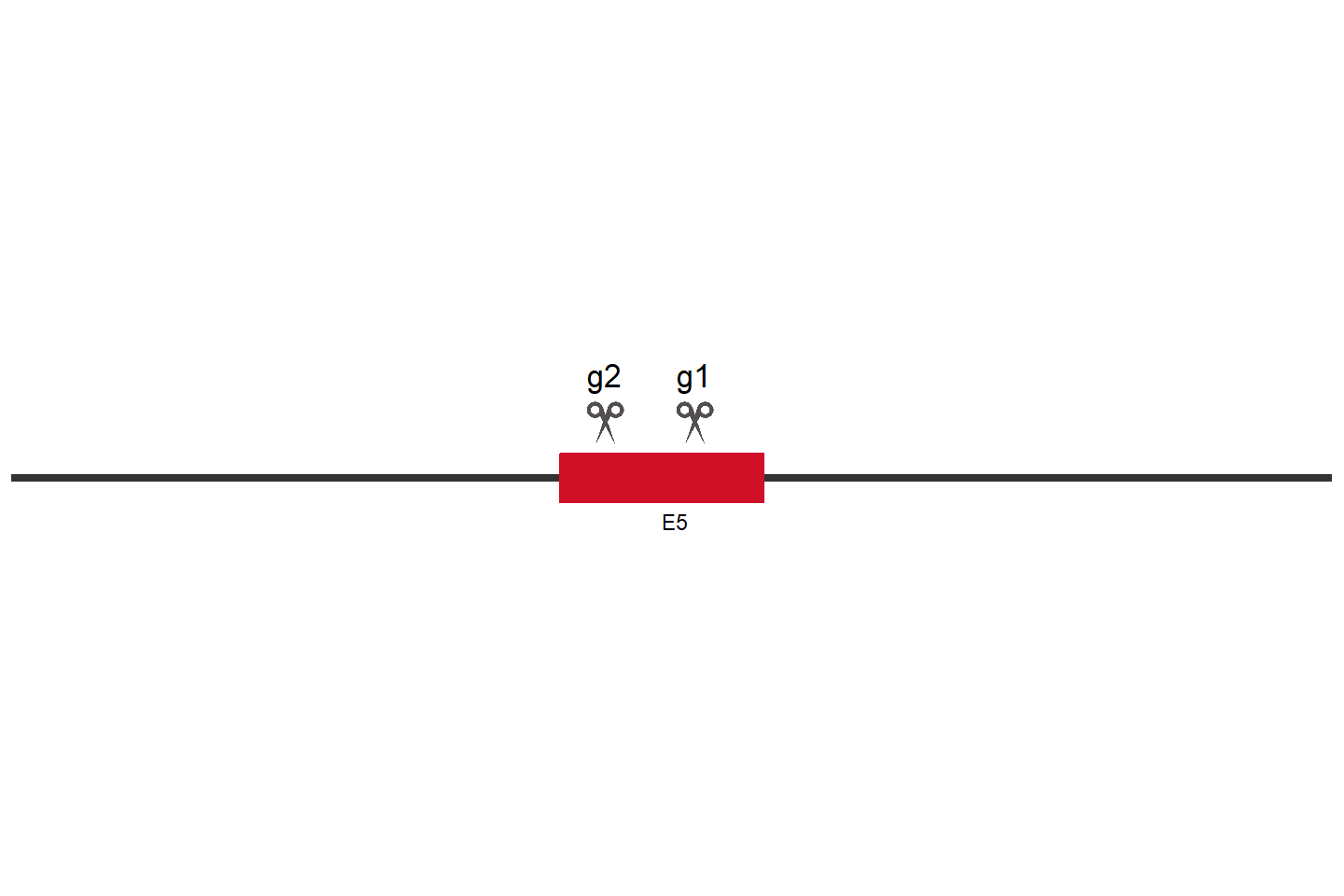 FANCD2 Knockout cell line (HEK293) Target region