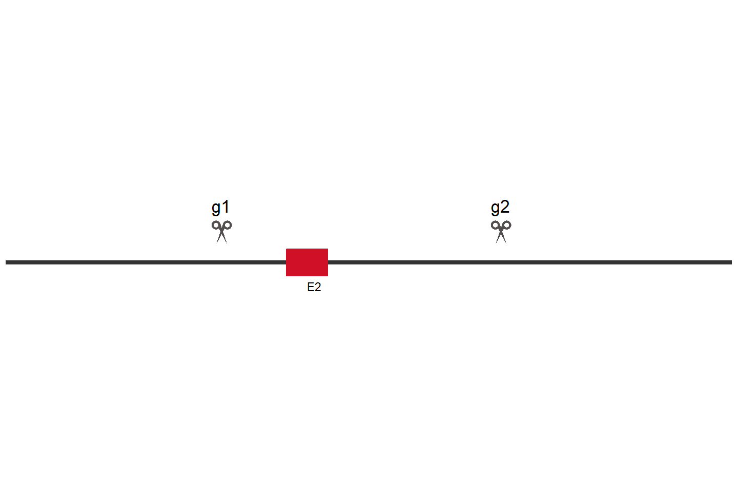 XDH Knockout cell line (A549) Target region