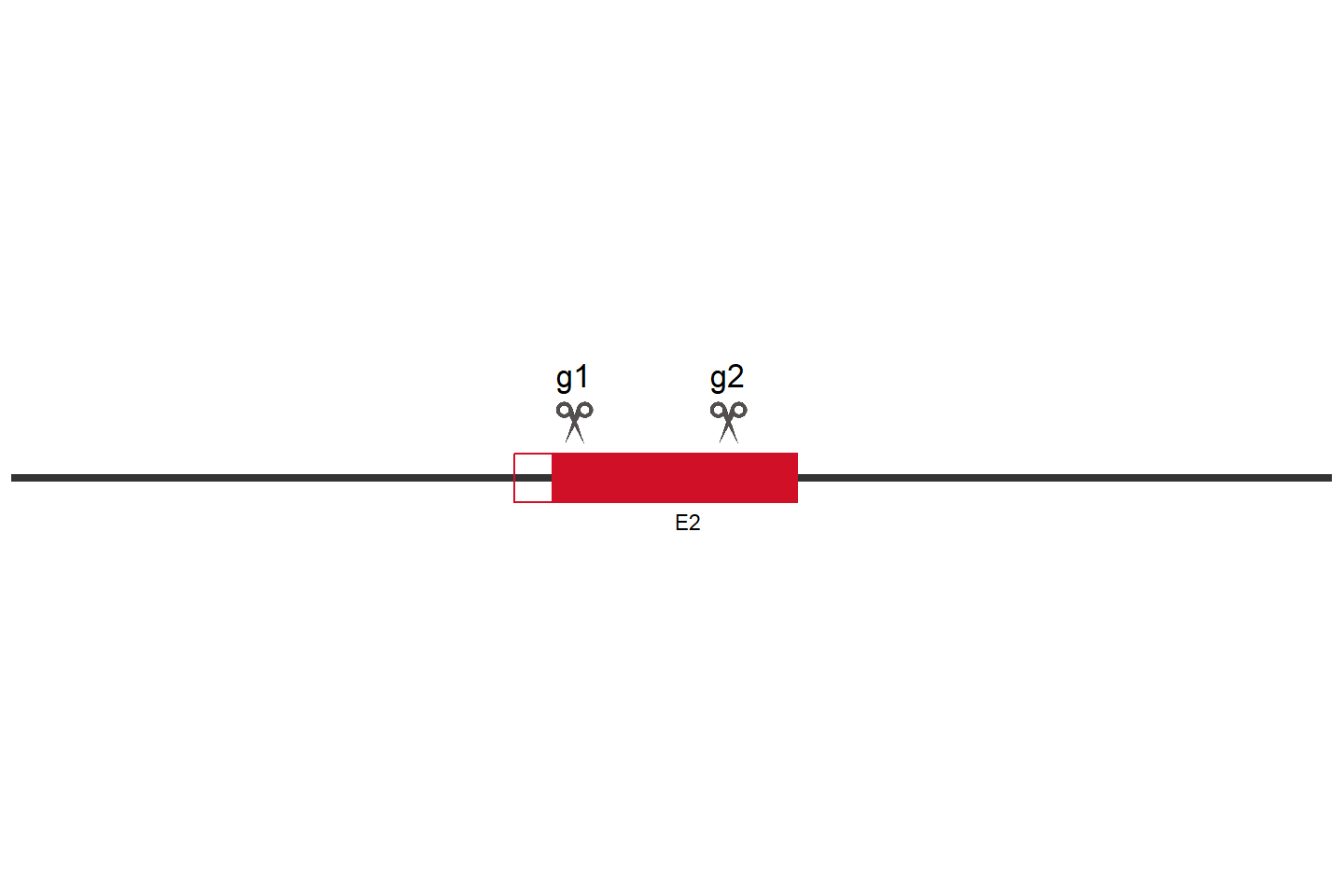 PMS1 Knockout cell line (HCT 116) Target region