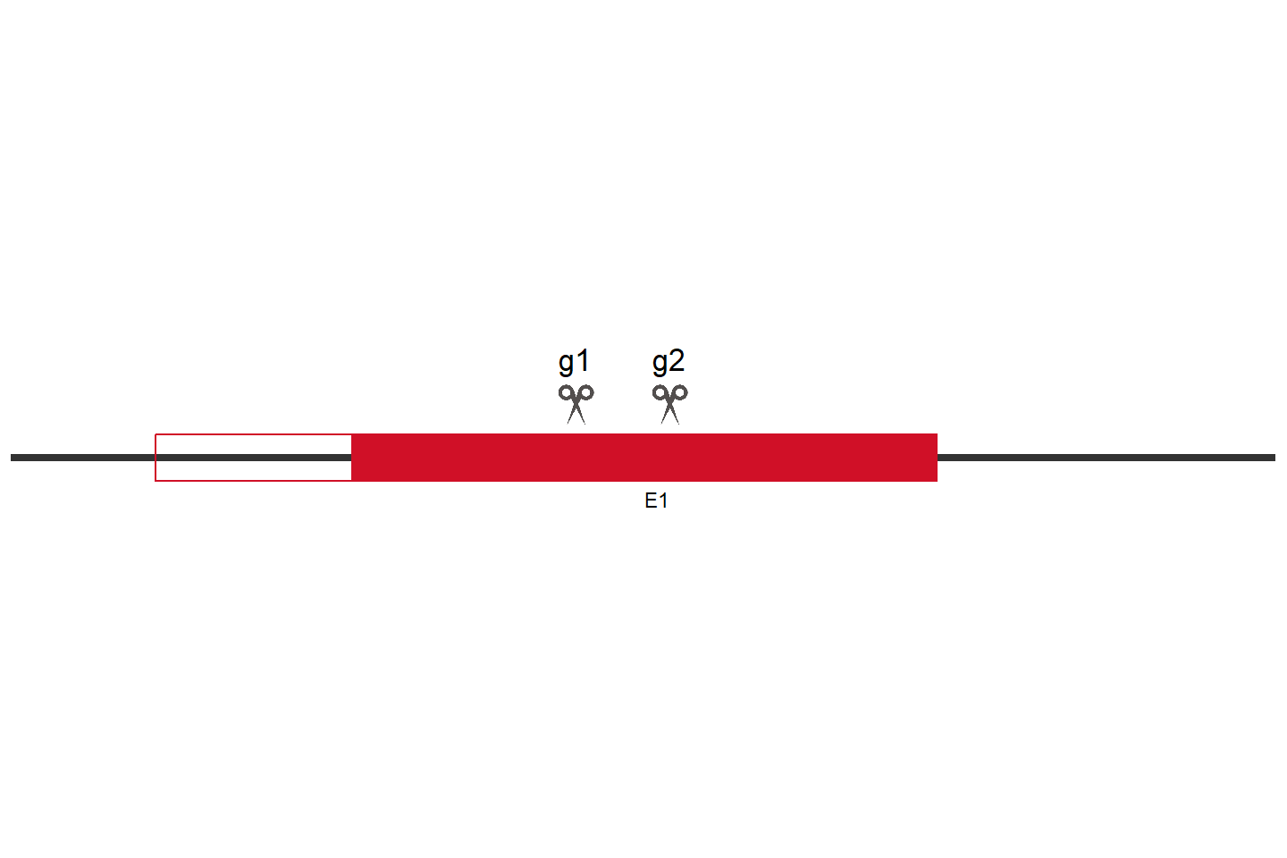 BACE2 Knockout cell line (A549) Target region