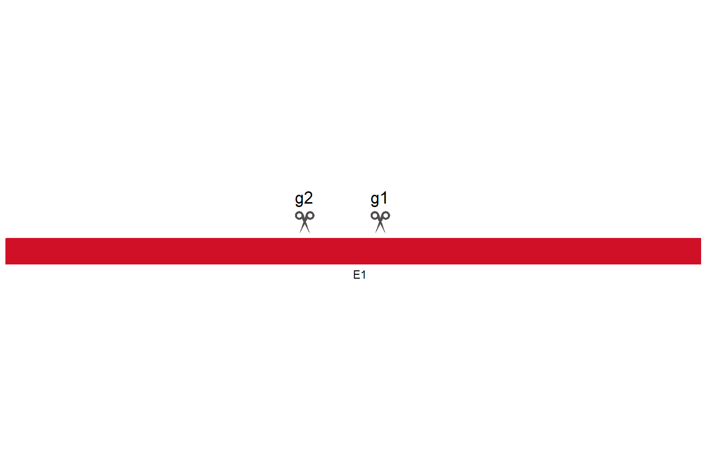 AR Knockout cell line (A549) Target region