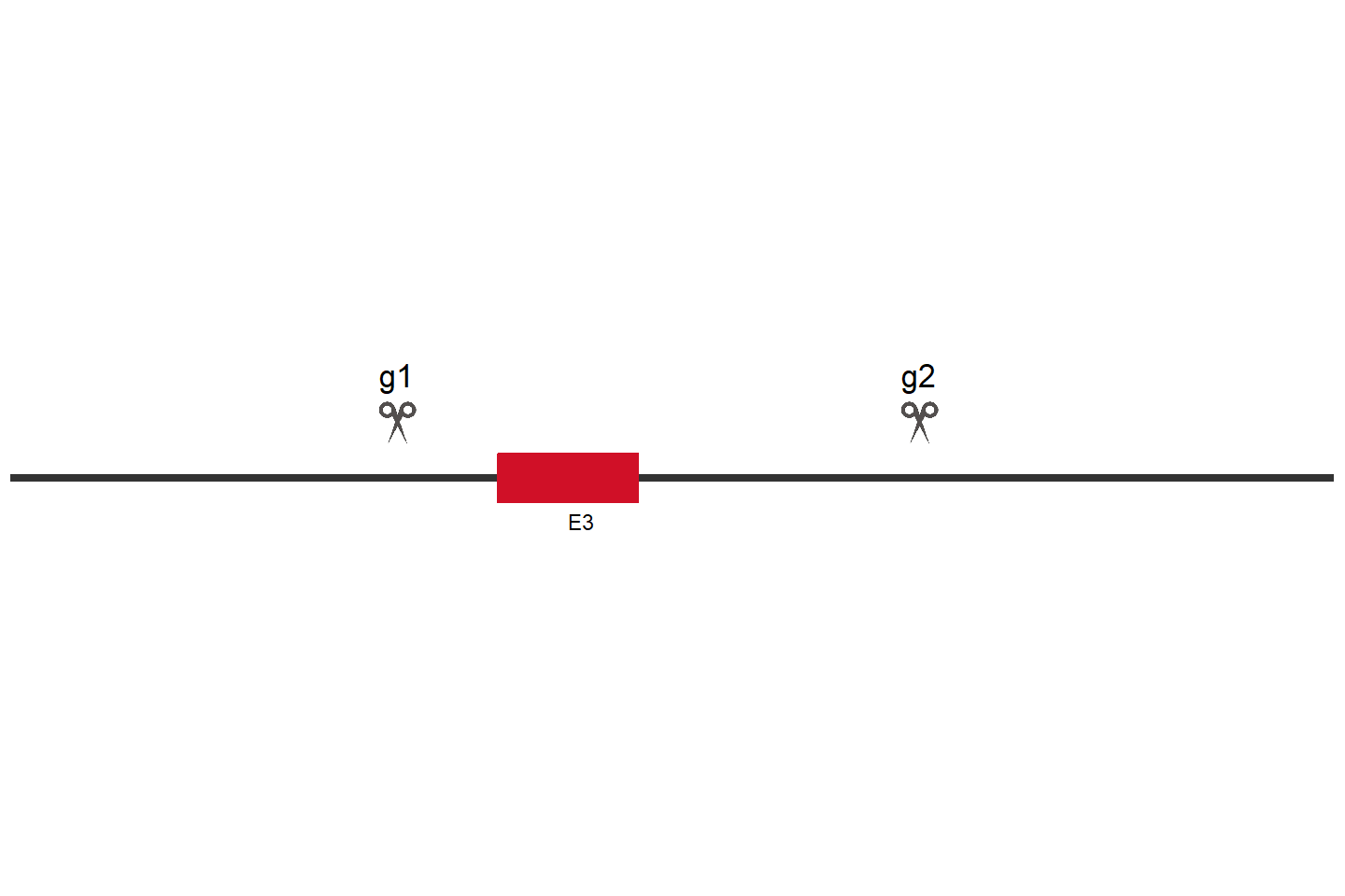 ARF5 Knockout cell line (HEK293) Target region