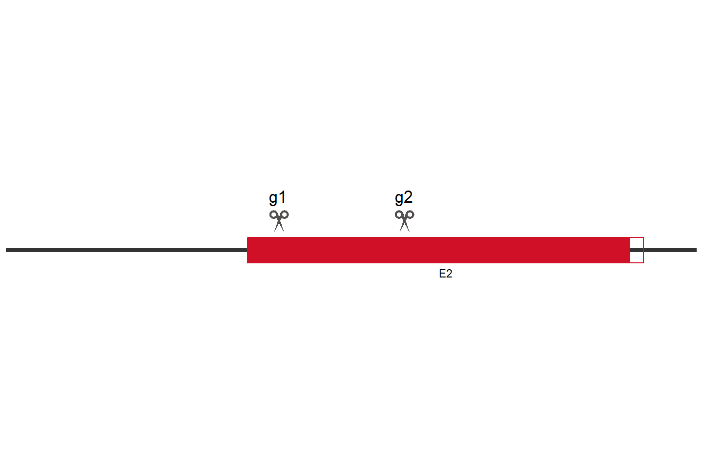 ERCC6 Knockout cell line (HCT 116) Target region