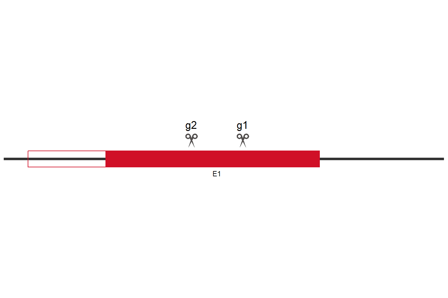 SLC49A4 Knockout cell line (A549) Target region