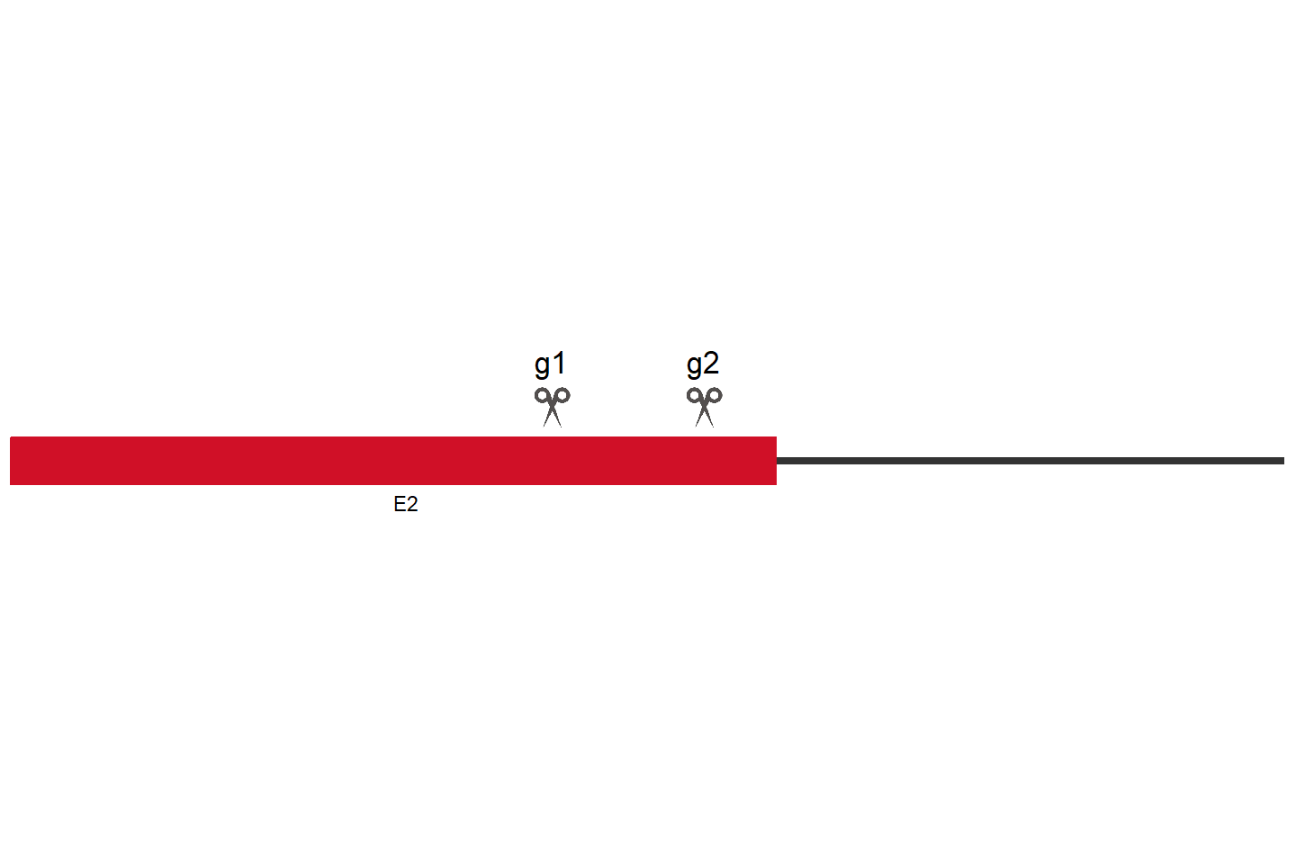 ZC3H12A 基因敲除细胞 (HeLa) 敲除区域