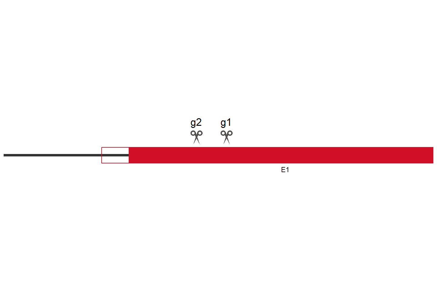 PRMT6 Knockout cell line (HEK293) Target region