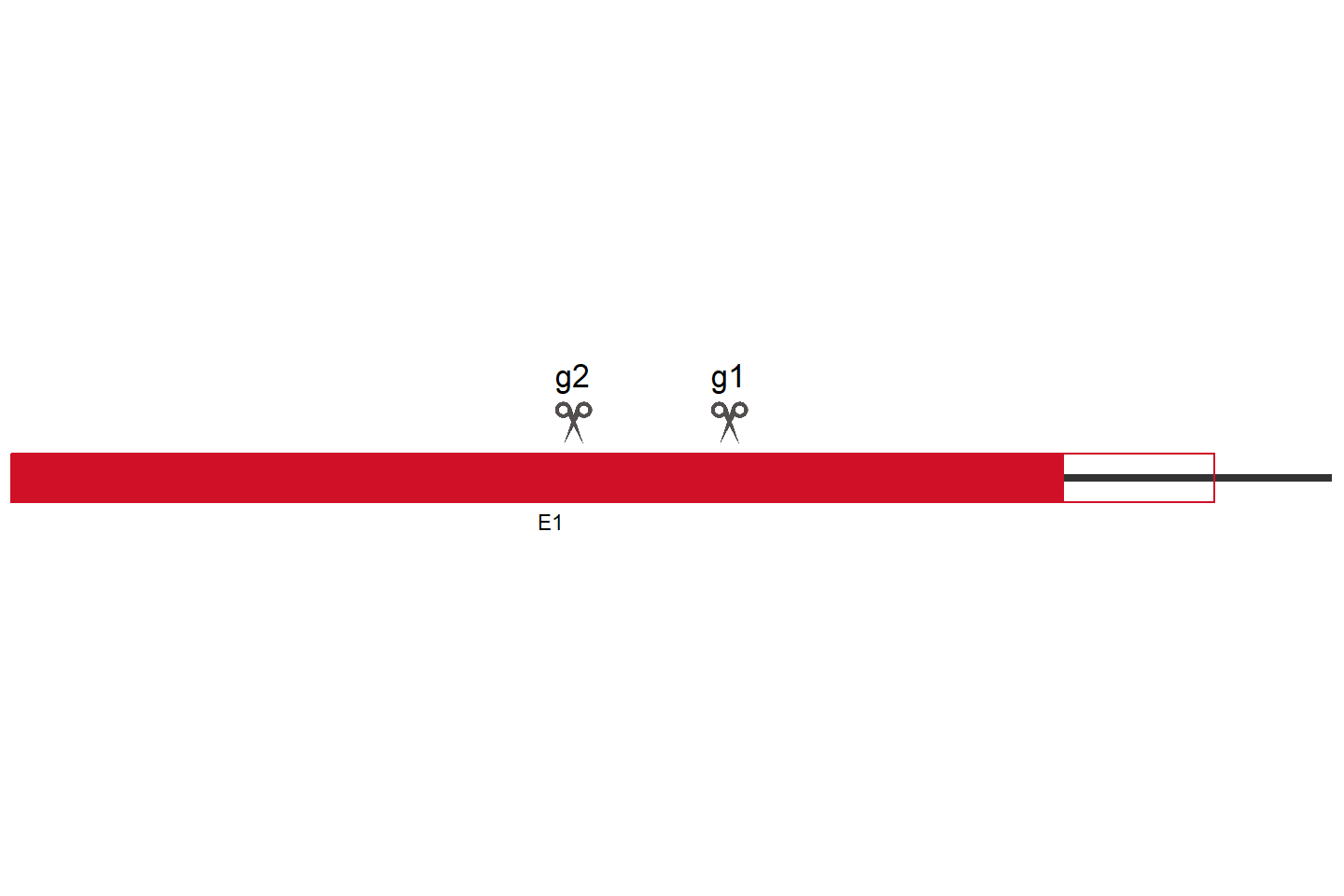 MCL1 Knockout cell line (HEK293) Target region