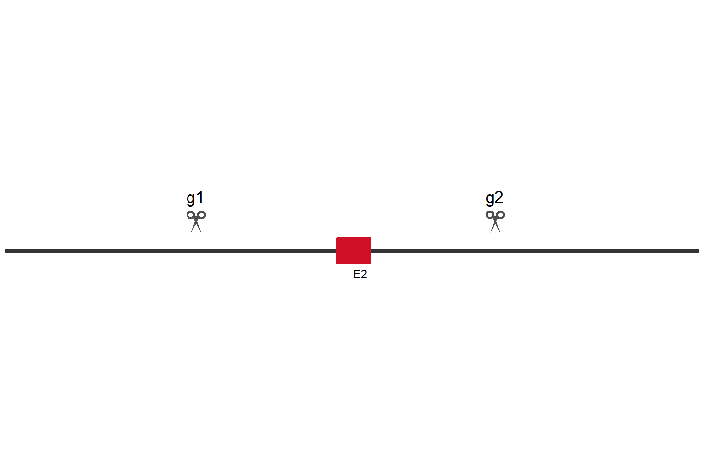 FXR1 Knockout cell line (HeLa) Target region