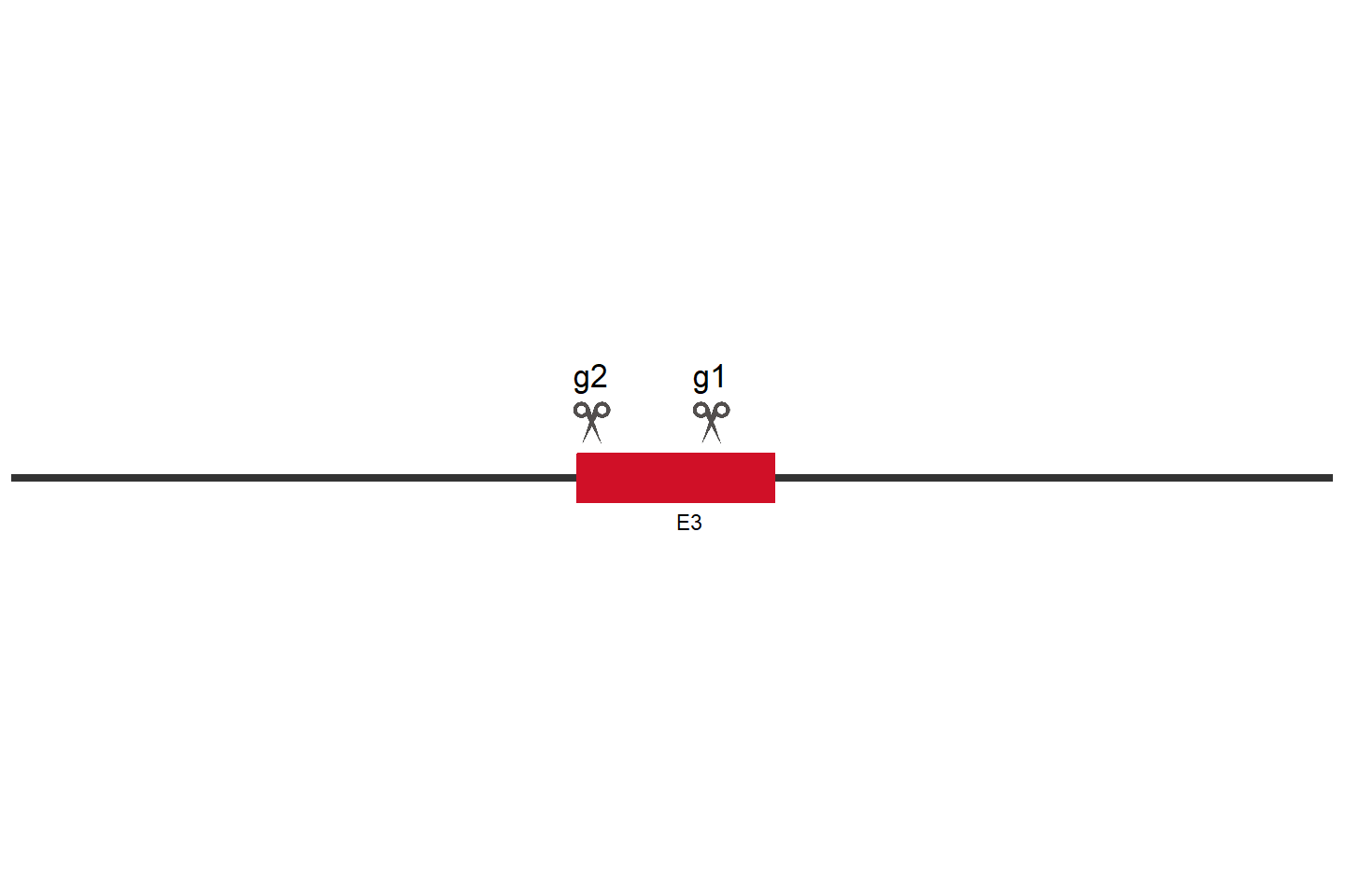 DDR1 Knockout cell line (A549) Target region