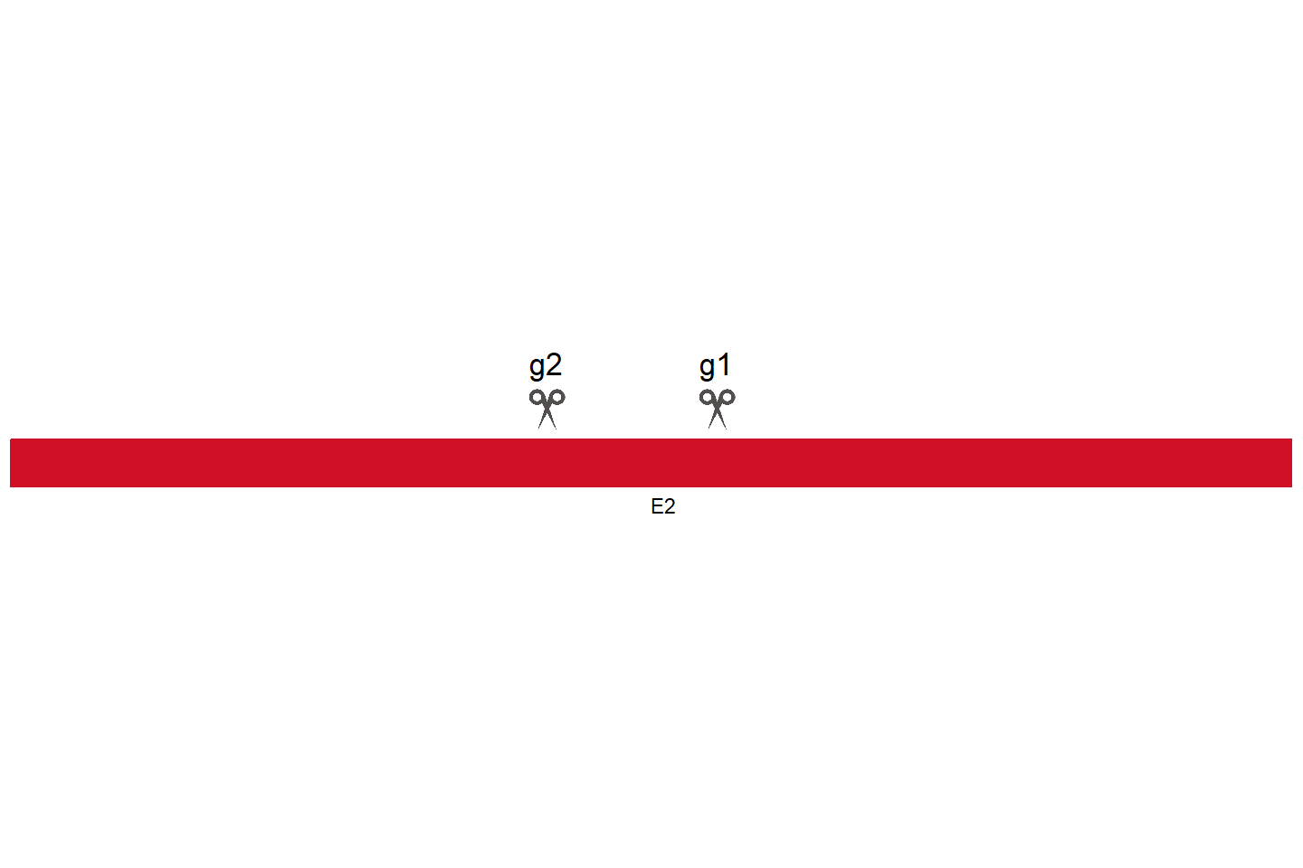 TERT Knockout cell line (HEK293) Target region