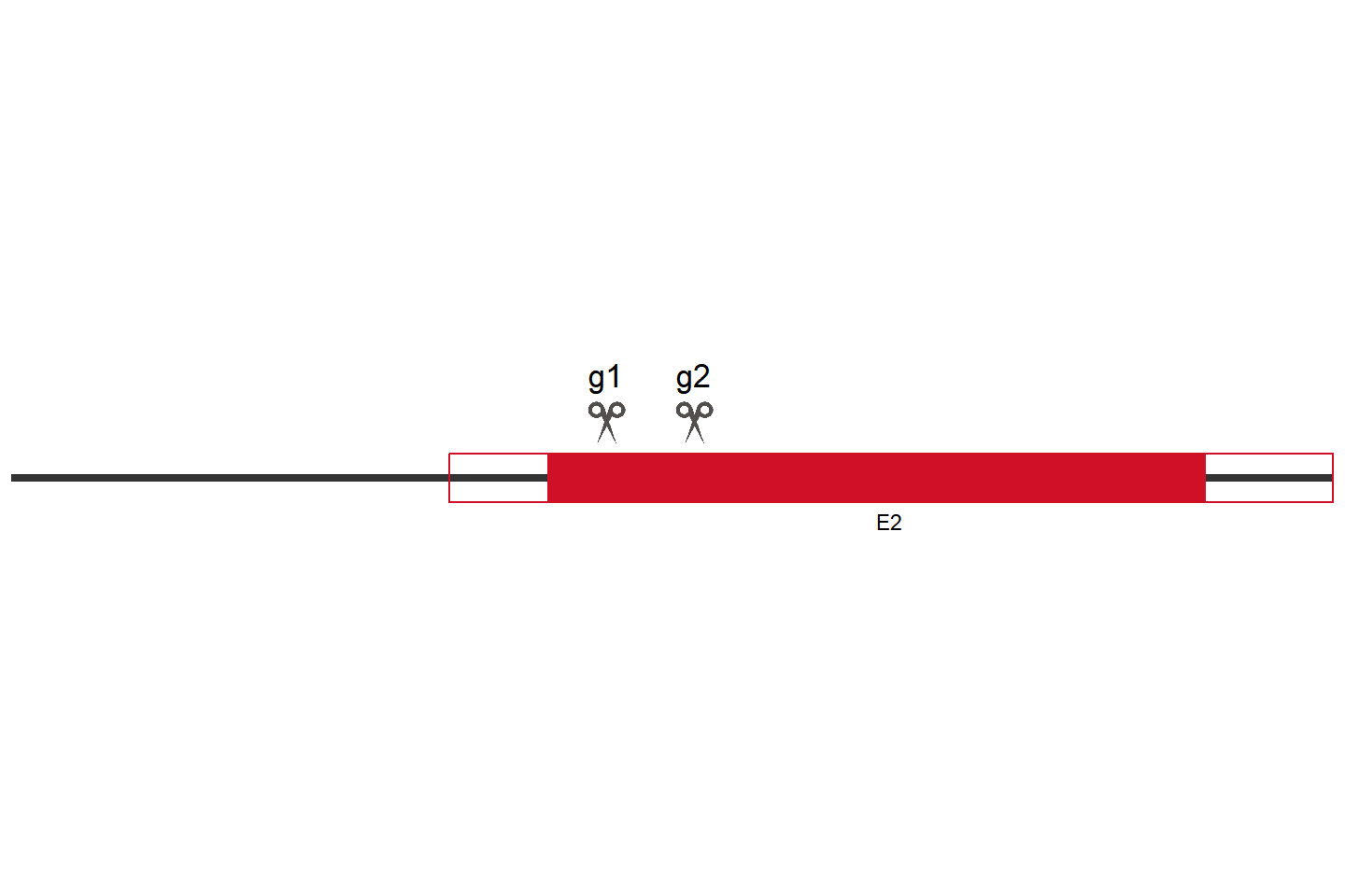 EMC6 Knockout cell line (HEK293) Target region