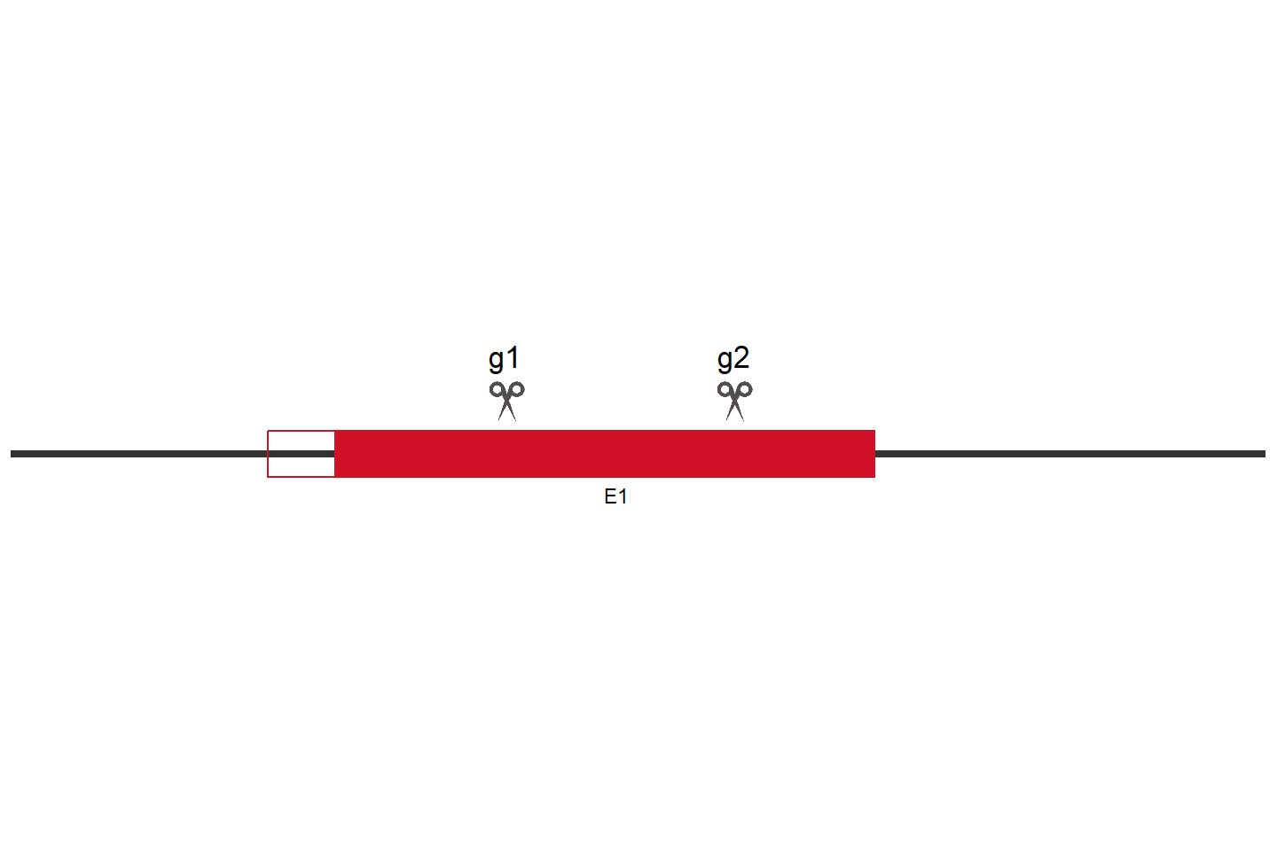 MYD88 Knockout cell line (HEK293) Target region