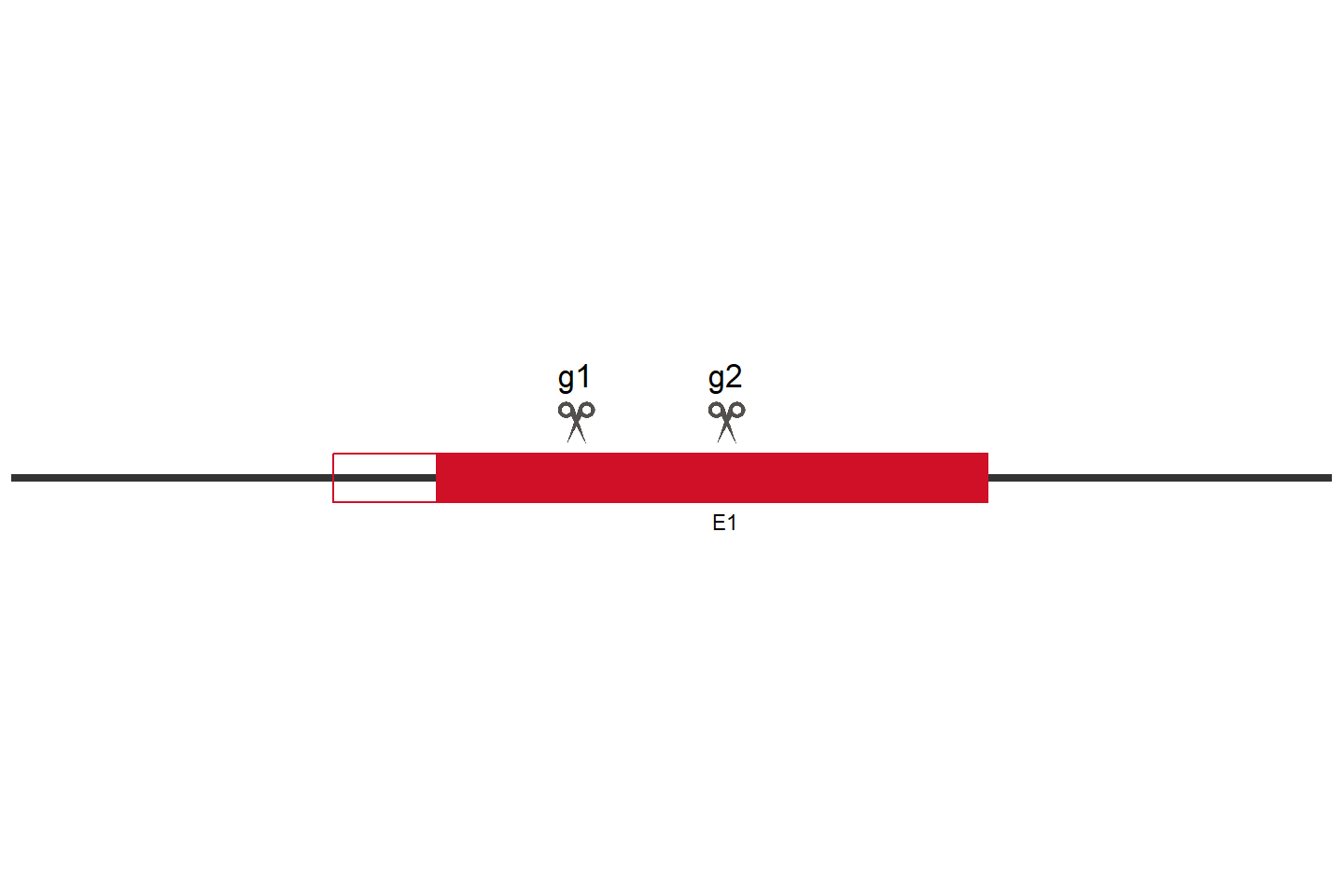 STK35 Knockout cell line (HeLa) Target region