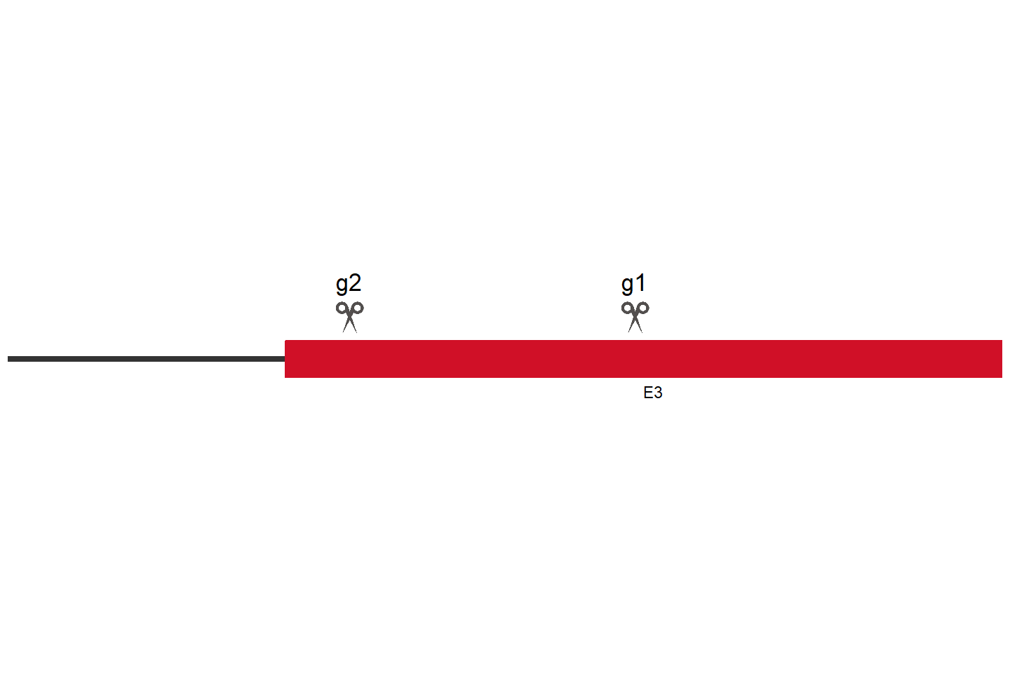 ATF5 Knockout cell line (HCT 116) Target region