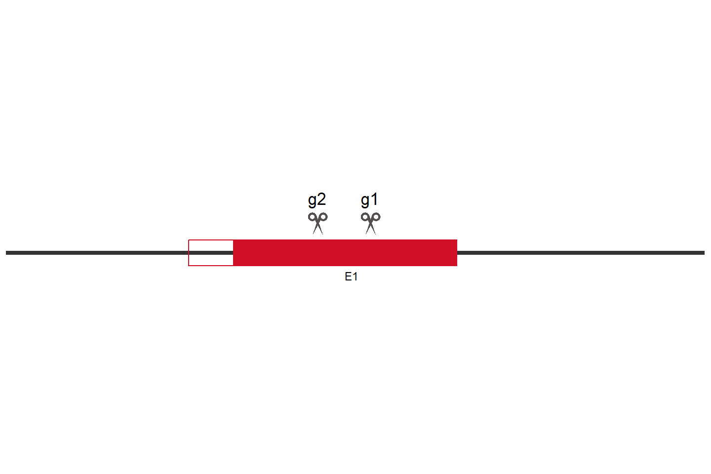 MYG1 Knockout cell line (HEK293) Target region