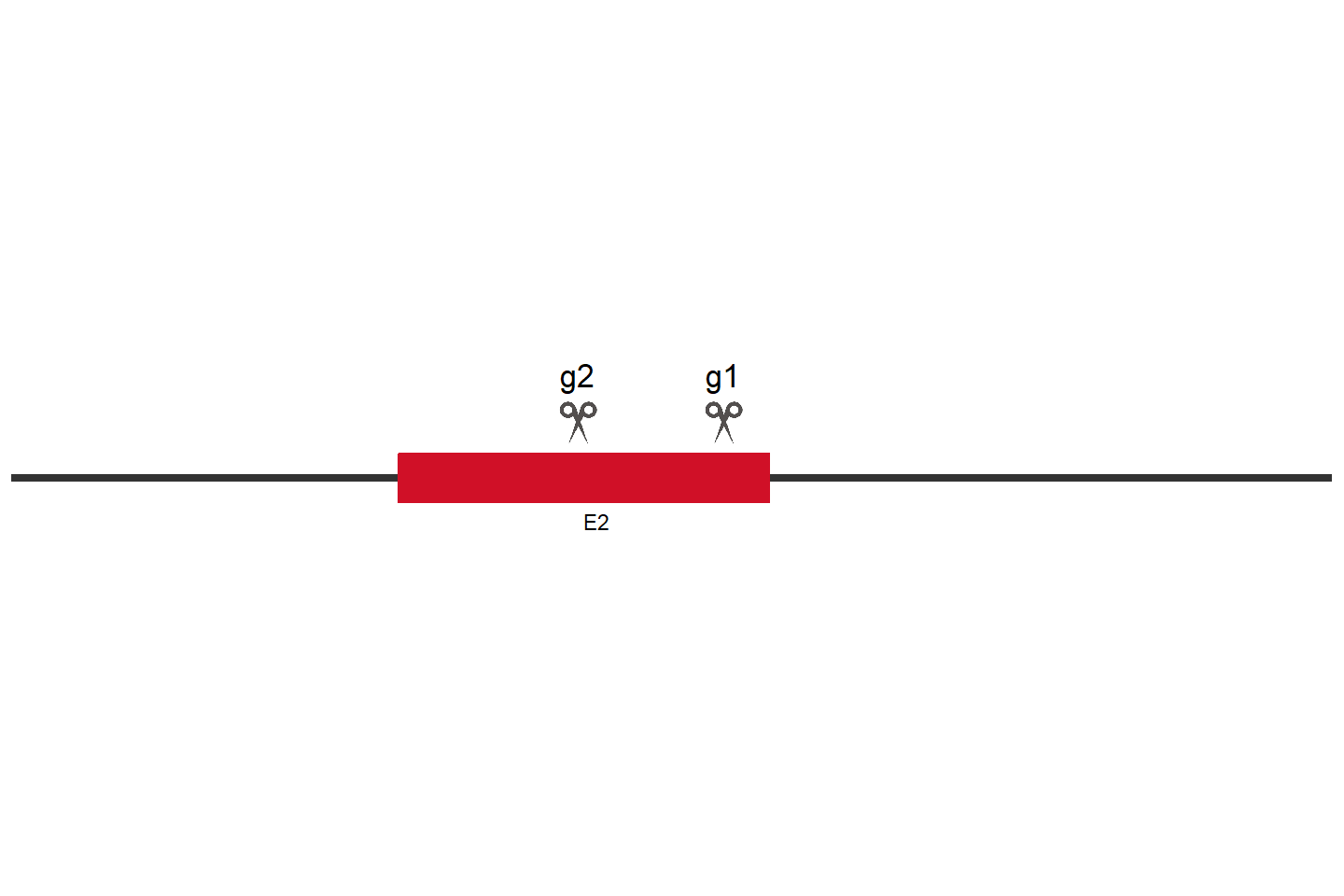 SLC17A5 Knockout cell line (HEK293) Target region